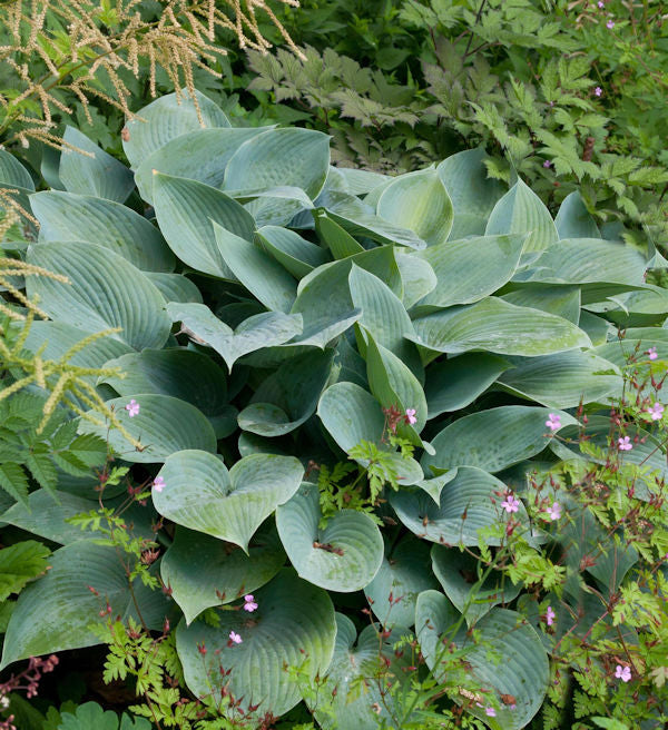  Graublattfunkie Halcyon - Hosta Tardiana