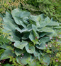  Graublattfunkie Halcyon - Hosta Tardiana