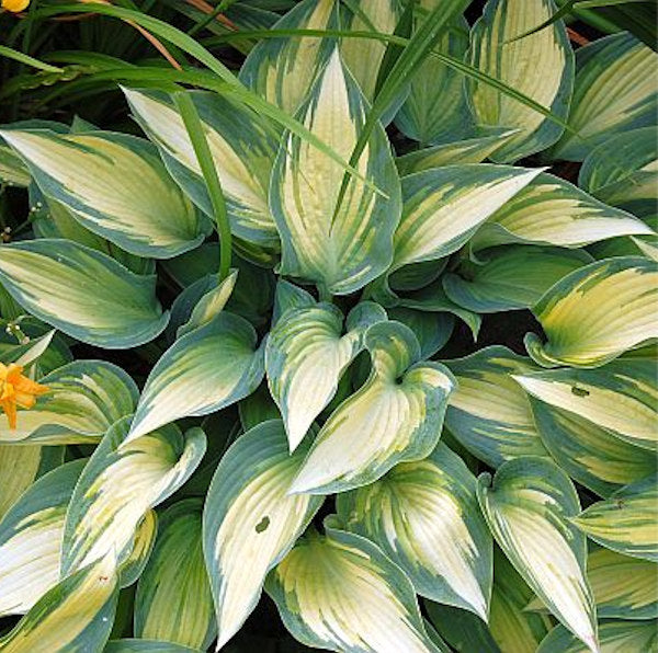  Graublattfunkie June - Hosta Tardiana