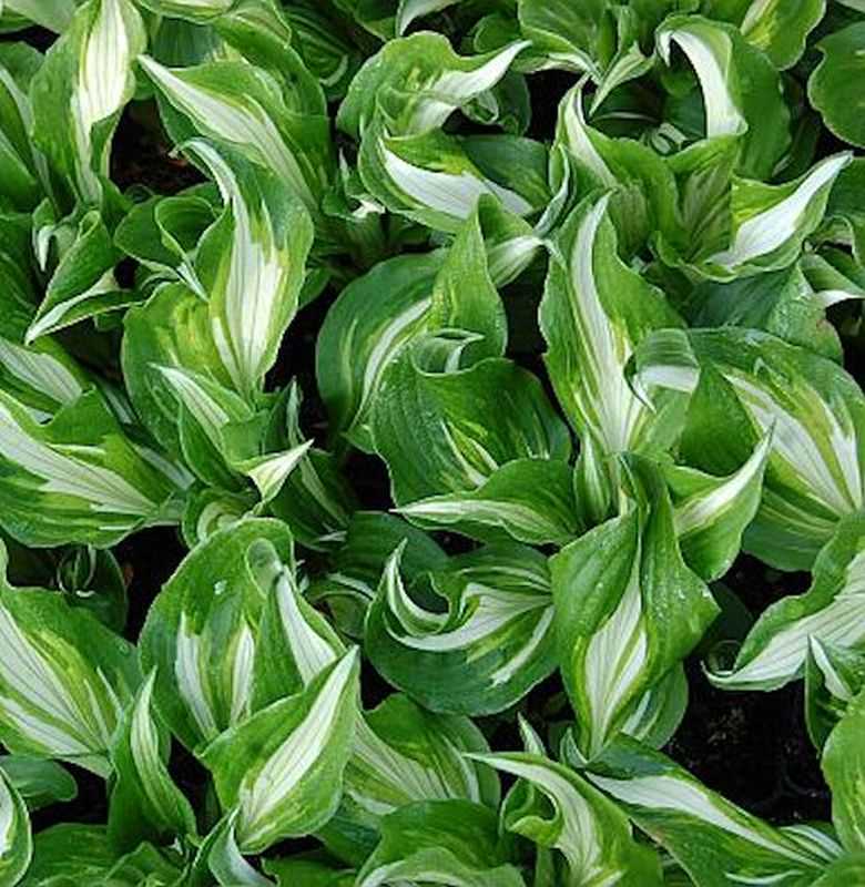  Schmalblattfunkie Mediovariegata - Hosta Undulata