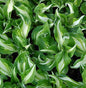  Schmalblattfunkie Mediovariegata - Hosta Undulata