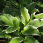  Schmalblattfunkie Albomarginata - Hosta Undulata