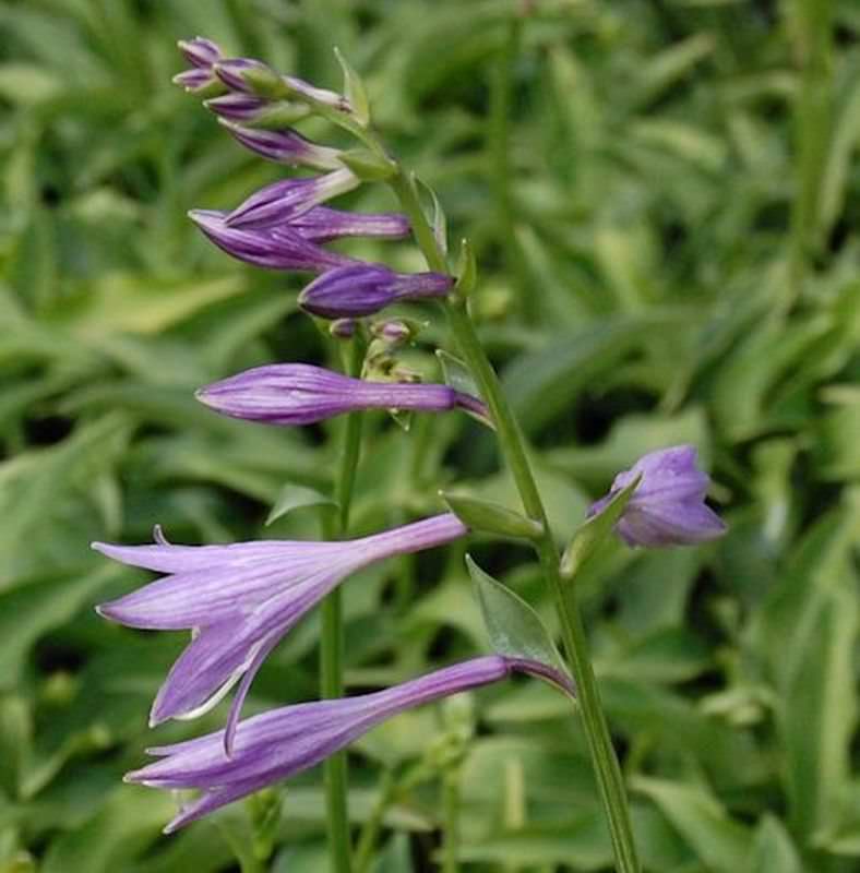  Kleinbleibende Herzblattlilie - Hosta Venusta
