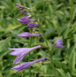  Kleinbleibende Herzblattlilie - Hosta Venusta