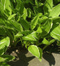  Schmalblattfunkie - Hosta Hybrid