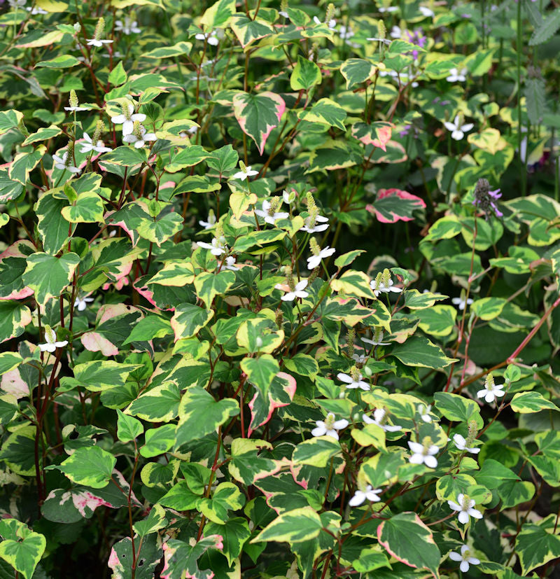  Eidechsenschwanz Fantasy - Houttuynia Cordata