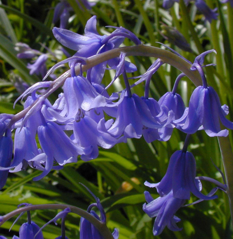  Glockenblaustern Blue Queen - Hyacinthoides Hispanica