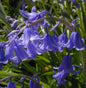  Glockenblaustern Blue Queen - Hyacinthoides Hispanica