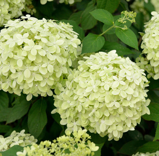  Hochstamm Rispenhortensie Polarbär 100-125cm - Hydrangea Paniculata