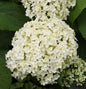  Ballhortensie Annabelle 30-40cm - Hydrangea Arborescens