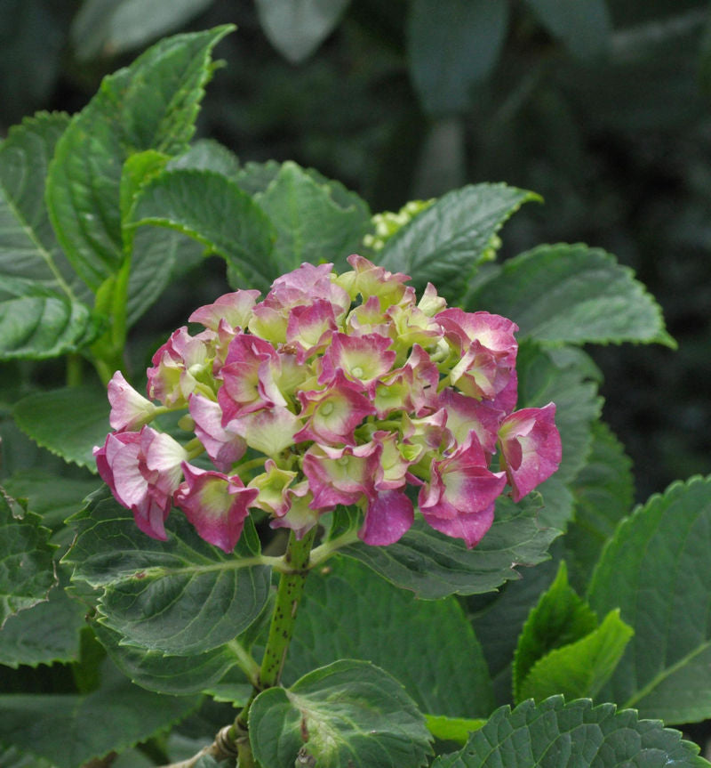  Bauernhortensie Dark Angel Lila 30-40cm - Hydrangea Macrophylla