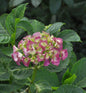  Bauernhortensie Dark Angel Lila 30-40cm - Hydrangea Macrophylla