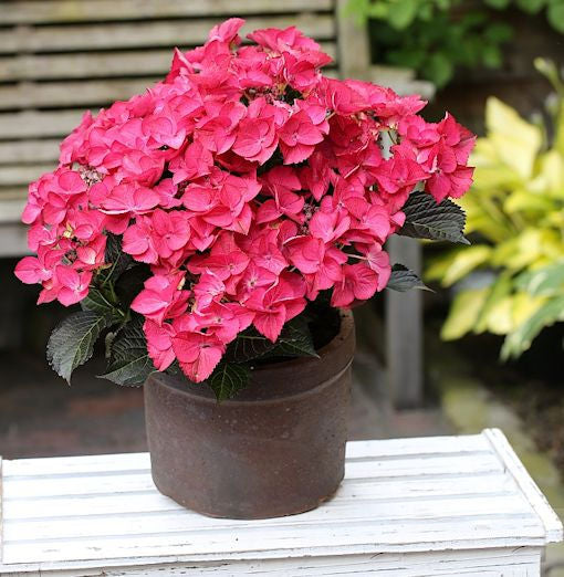  Bauernhortensie Dark Angel 30-40cm - Hydrangea Macrophylla