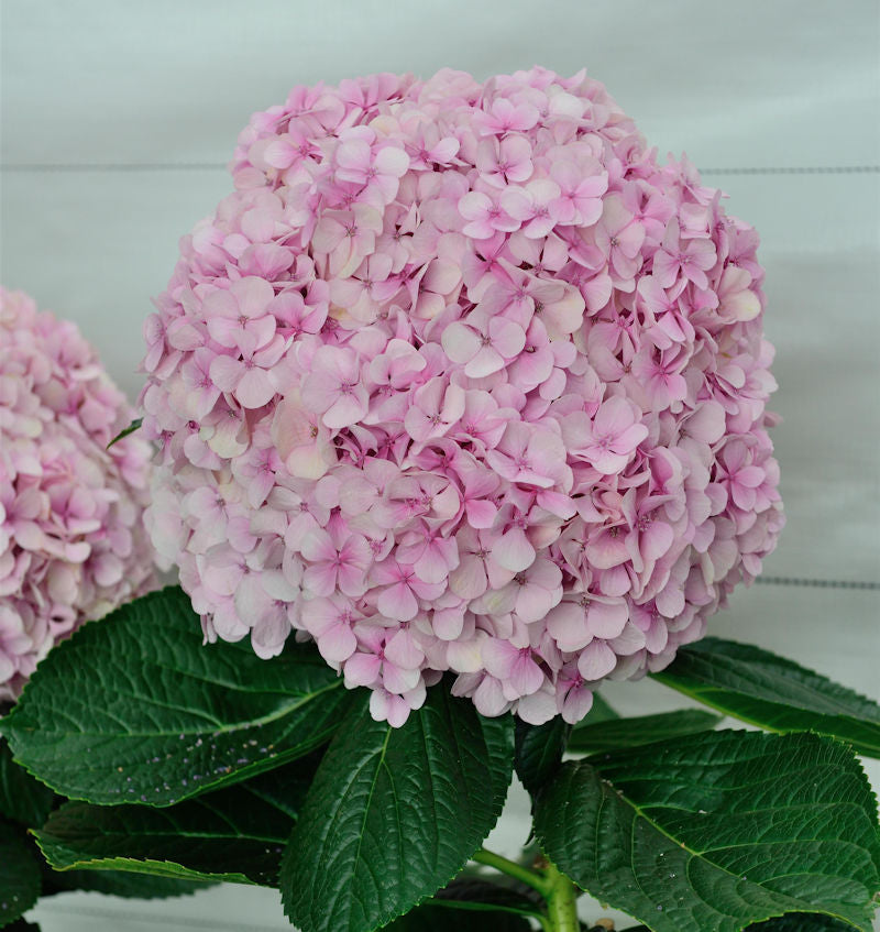  Ballhortensie Dolly Buster 30-40cm - Hydrangea Macrophylla