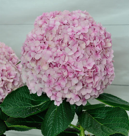  Ballhortensie Dolly Buster 30-40cm - Hydrangea Macrophylla