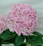  Ballhortensie Dolly Buster 30-40cm - Hydrangea Macrophylla