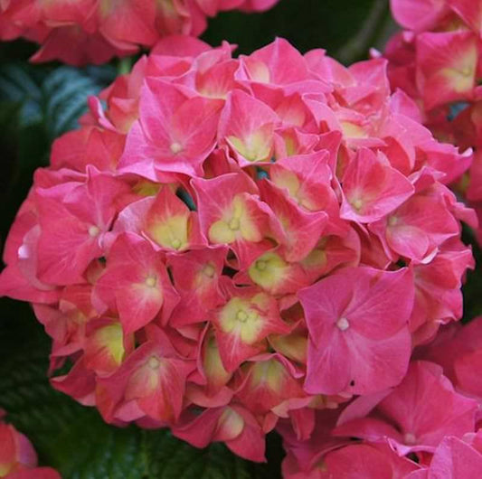  Bauernhortensie Everbloom Red Wonder® 30-40cm - Hydrangea Macrophylla