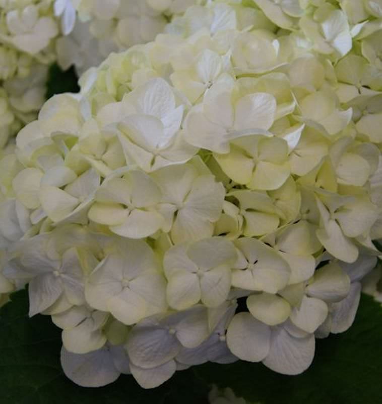  Bauernhortensie Everbloom White Wonder® 30-40cm - Hydrangea Macrophylla