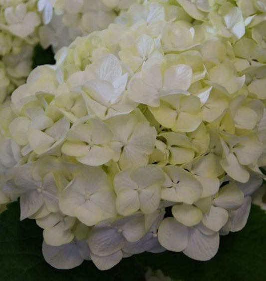  Bauernhortensie Everbloom White Wonder® 30-40cm - Hydrangea Macrophylla