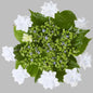  Bauernhortensie Fireworks White® 30-40cm - Hydrangea Macrophylla