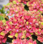  Bauernhortensie Schloss Wackerbarth 40-60cm - Hydrangea Macrophylla