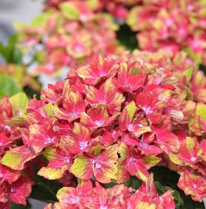  Bauernhortensie Schloss Wackerbarth 30-40cm - Hydrangea Macrophylla
