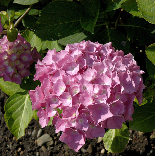  Bauernhortensie Schöne Bautznerin 30-40cm - Hydrangea Macrophylla