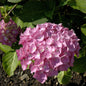  Bauernhortensie Schöne Bautznerin 30-40cm - Hydrangea Macrophylla