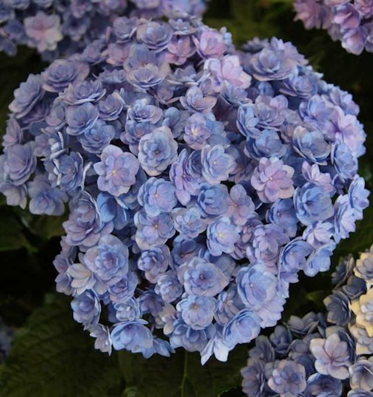  Bauernhortensie You&Me Together 30-40cm - Hydrangea Macrophylla