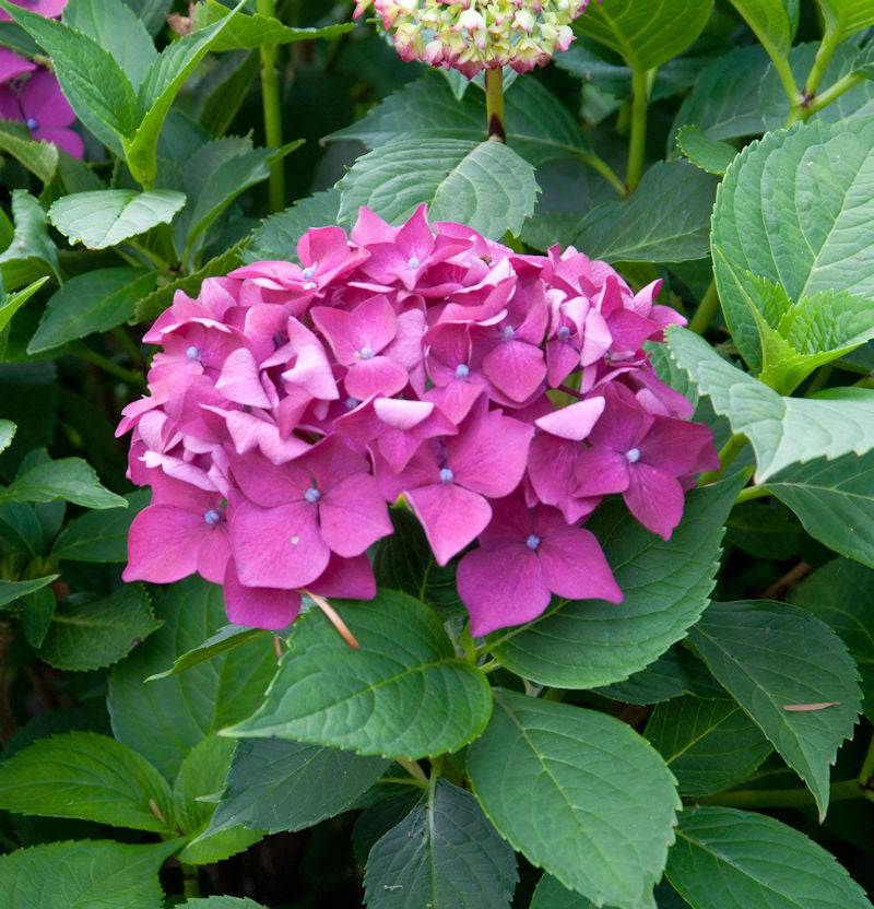  Bauernhortensie Leuchtfeuer 30-40cm - Hydrangea Macrophylla