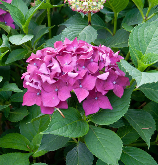  Bauernhortensie Leuchtfeuer 30-40cm - Hydrangea Macrophylla
