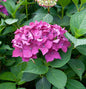  Bauernhortensie Leuchtfeuer 60-80cm - Hydrangea Macrophylla