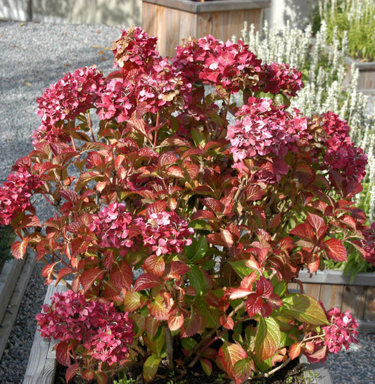  Bauernhortensie Masja 30-40cm - Hydrangea Macrophylla