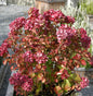  Bauernhortensie Masja 30-40cm - Hydrangea Macrophylla