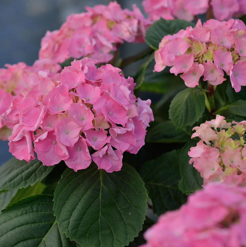  Bauernhortensie Rosita 30-40cm - Hydrangea Macrophylla