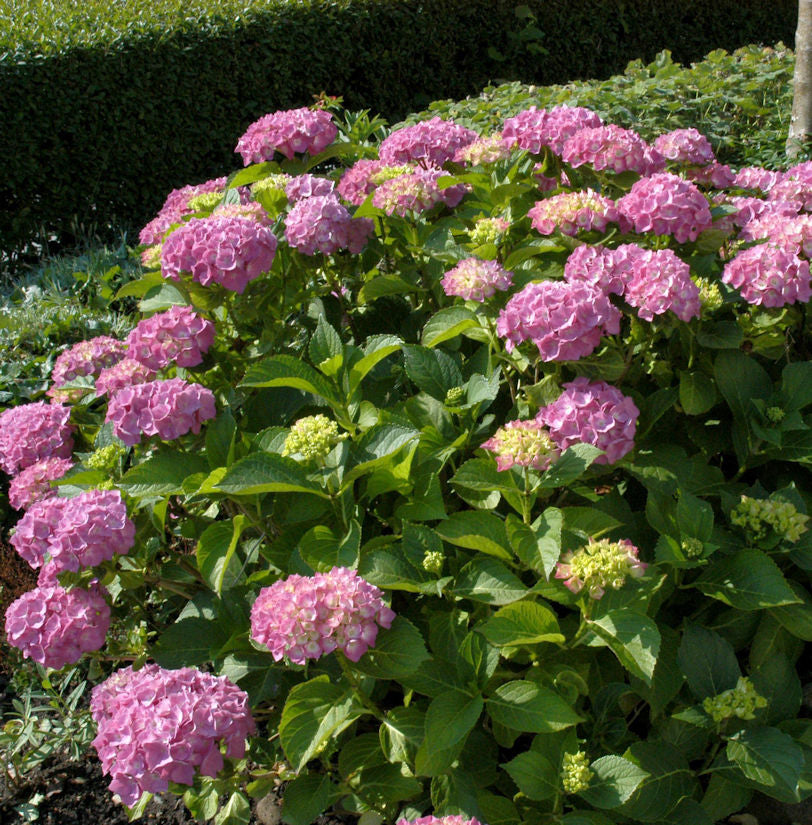  Bauernhortensie Sonnenstein® 40-60cm - Hydrangea Macrophylla