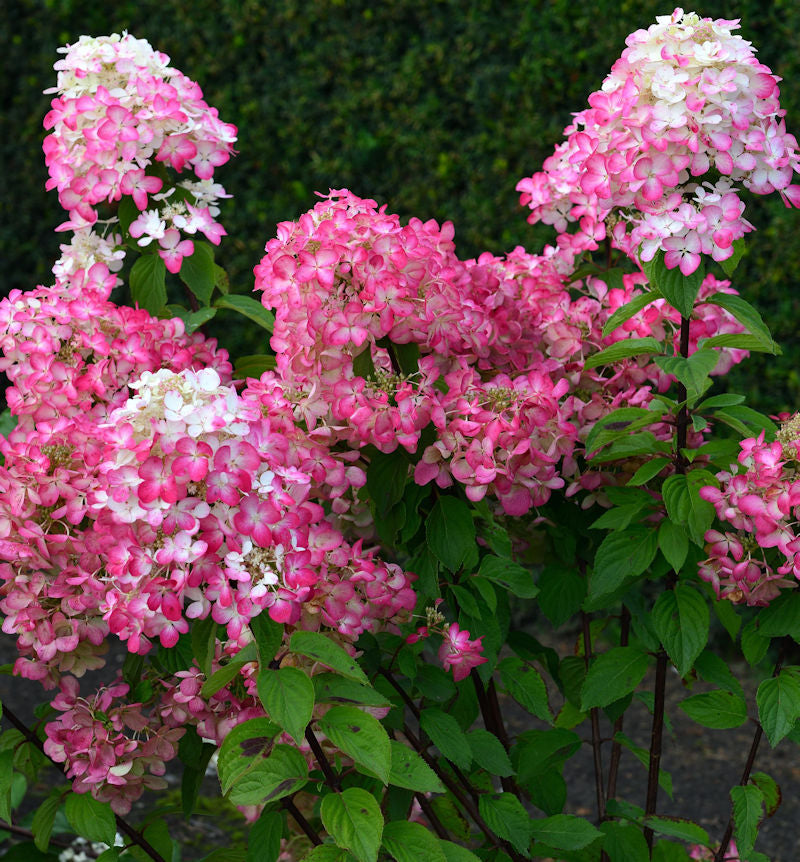  Rispenhortensie Bloody Merry 60-80cm - Hydrangea Paniculata