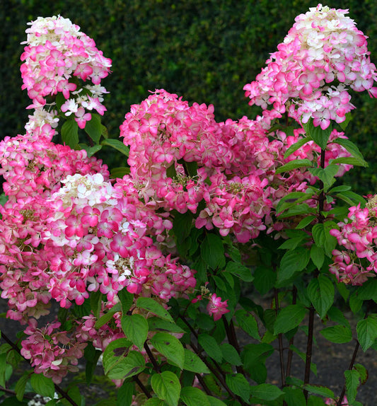  Rispenhortensie Bloody Merry 60-80cm - Hydrangea Paniculata