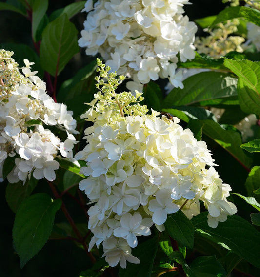  Hochstamm Rispenhortensie Candle Light® 100-125cm - Hydrangea Paniculata