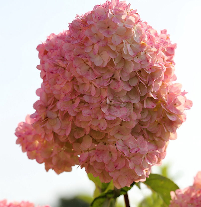  Rispenhortensie Diamand Rouge 60-80cm - Hydrangea Paniculata