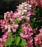  Rispenhortensie Fire Light 40-60cm - Hydrangea Paniculata