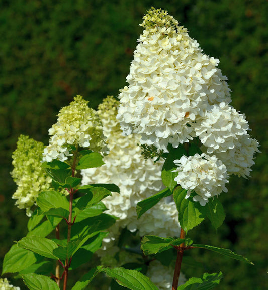  Hochstamm Rispenhortensie Hercules 80-100cm - Hydrangea Paniculata