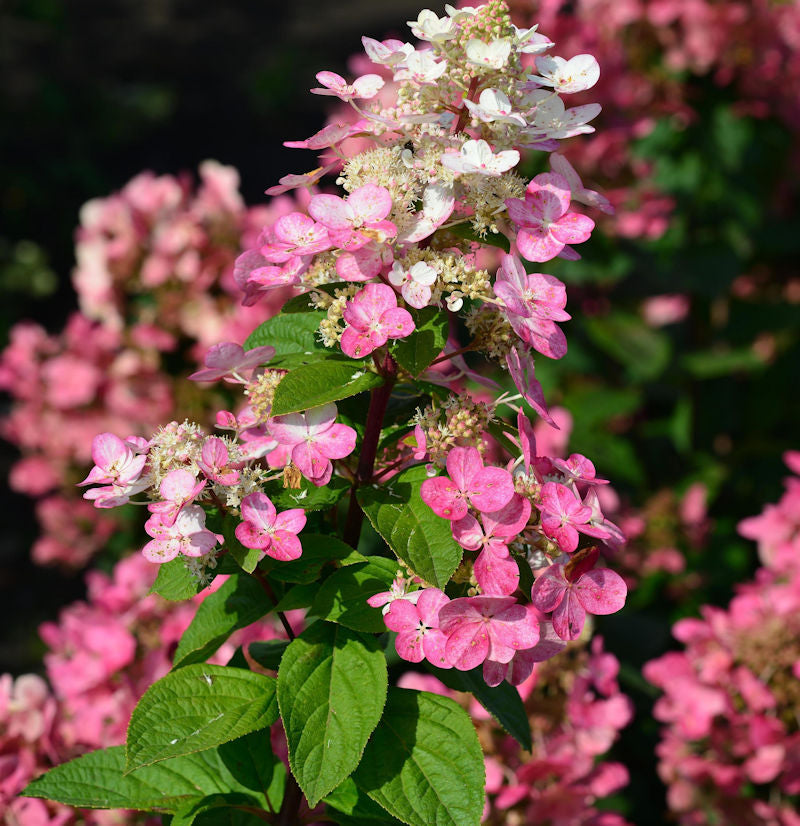  Rispenhortensie Little Quick Fire® 40-60cm - Hydrangea Paniculata
