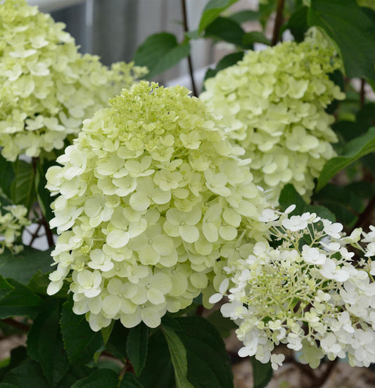  Rispenhortensie Little Spooky 30-40cm - Hydrangea Paniculata
