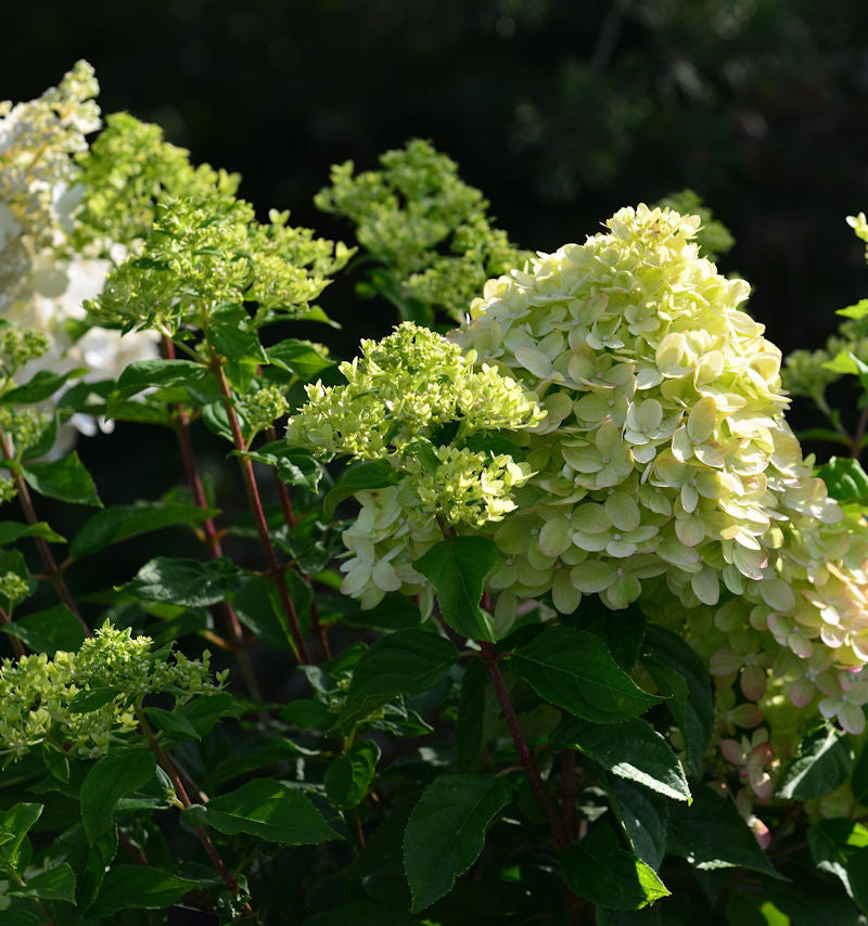  Rispenhortensie Little Lime® 40-60cm - Hydrangea Paniculata