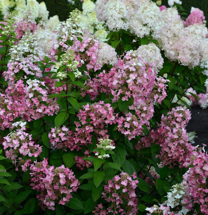  Rispenhortensie Mega Mindy 60-80cm - Hydrangea Paniculata