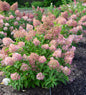  Rispenhortensie Pink Lady 40-60cm - Hydrangea Paniculata