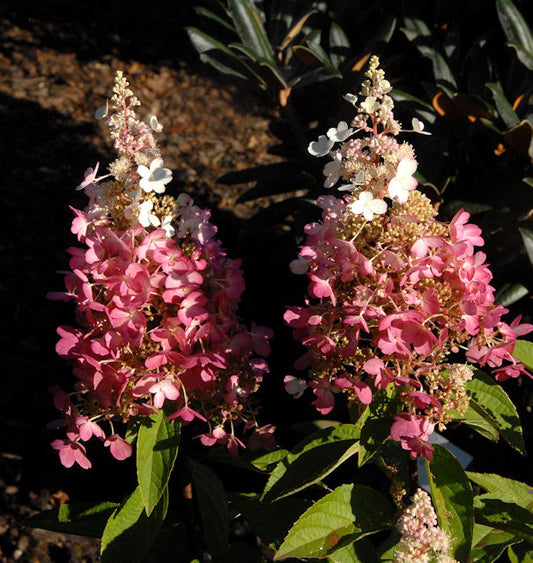  Rispenhortensie Pinky Winky® 60-80cm - Hydrangea Paniculata