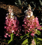  Rispenhortensie Pinky Winky® 60-80cm - Hydrangea Paniculata