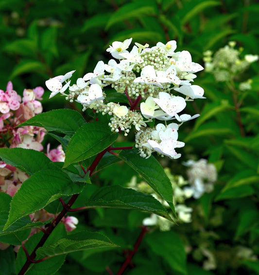  Rispenhortensie Polestar® 40-60cm - Hydrangea Paniculata